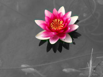 Water Lily