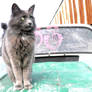 Sitting on the car