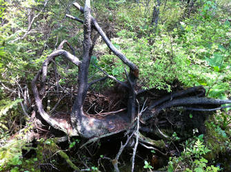 fallen tree