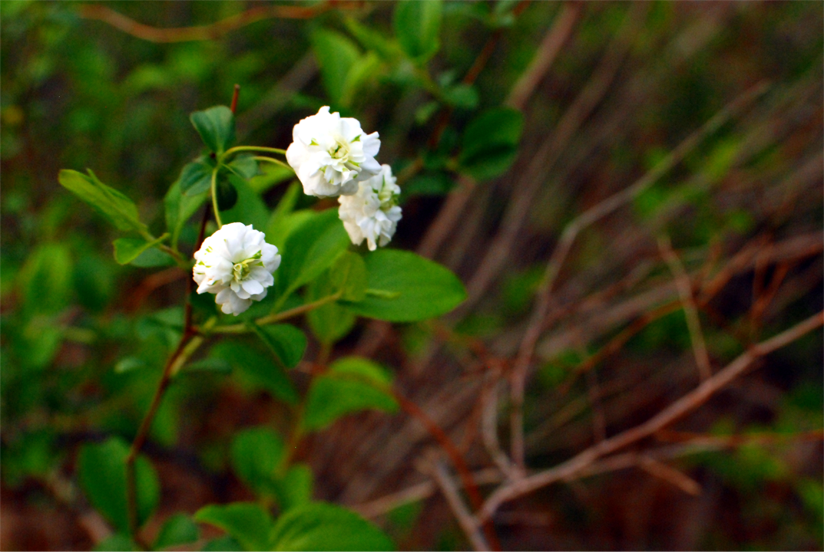 Little White Flowers