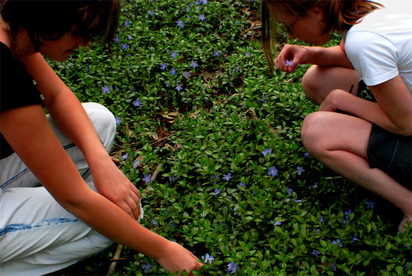 Curious Little Flowers