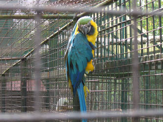 parot