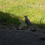 Spring Robin