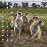 Meerkat Addict