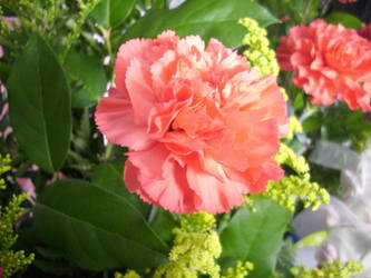 Carnation Coral