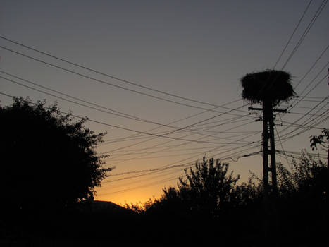 Stork nest