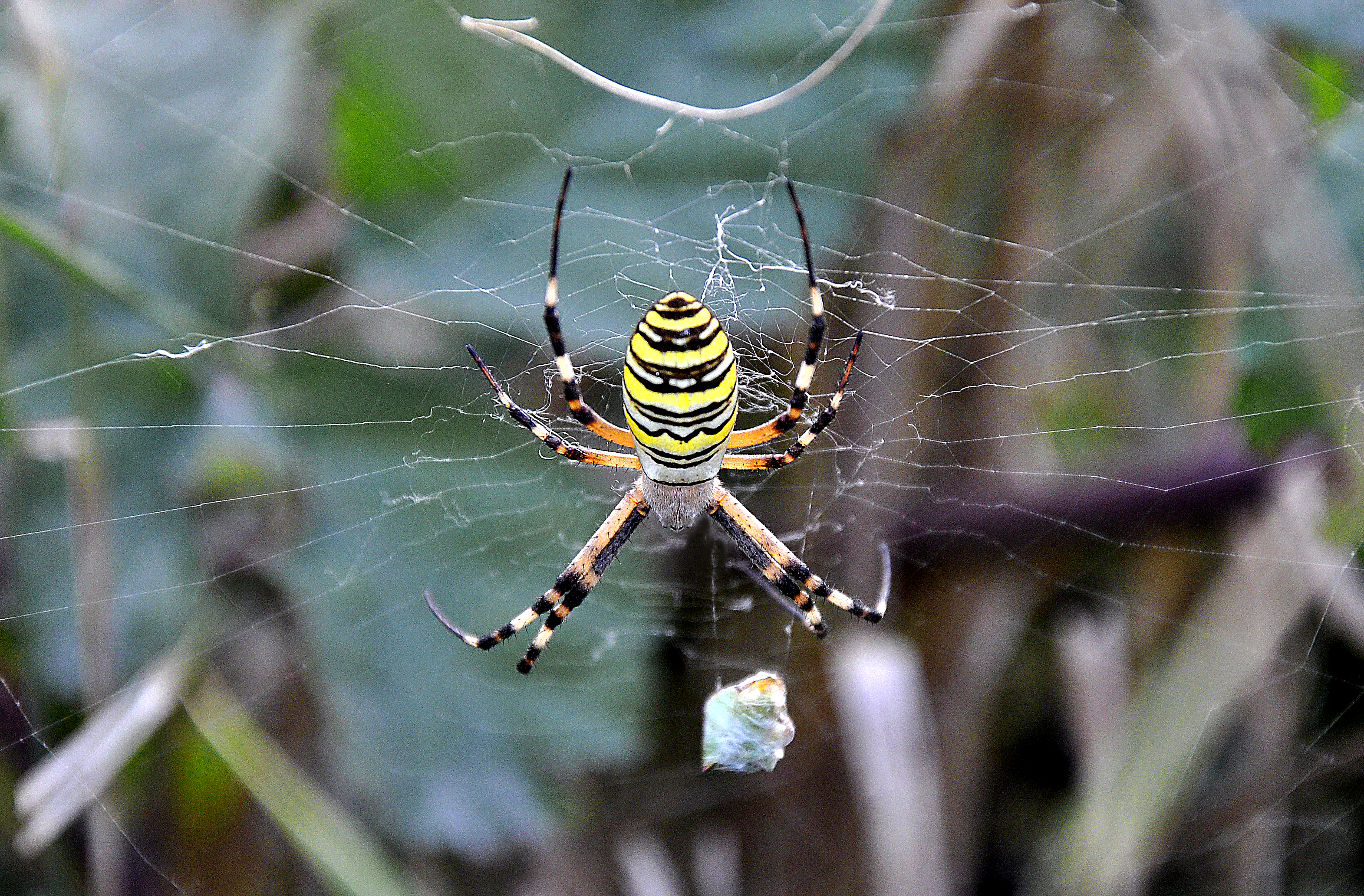 Yellow Spider