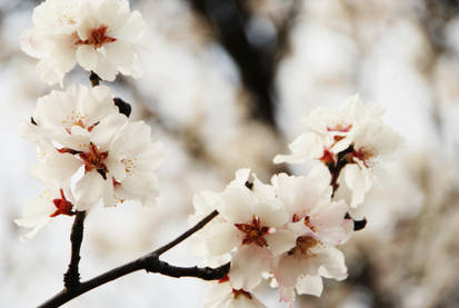 almond blossom II