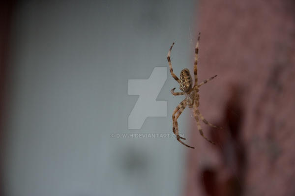 Spider Insect Deviantart Spider by D-W-H on DeviantArt
