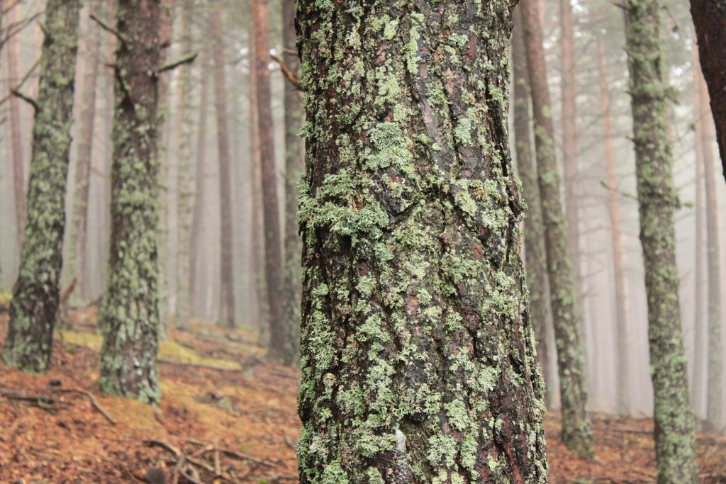 lichens coat