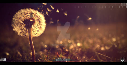 What if This is All We Are