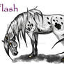 Flash the mare