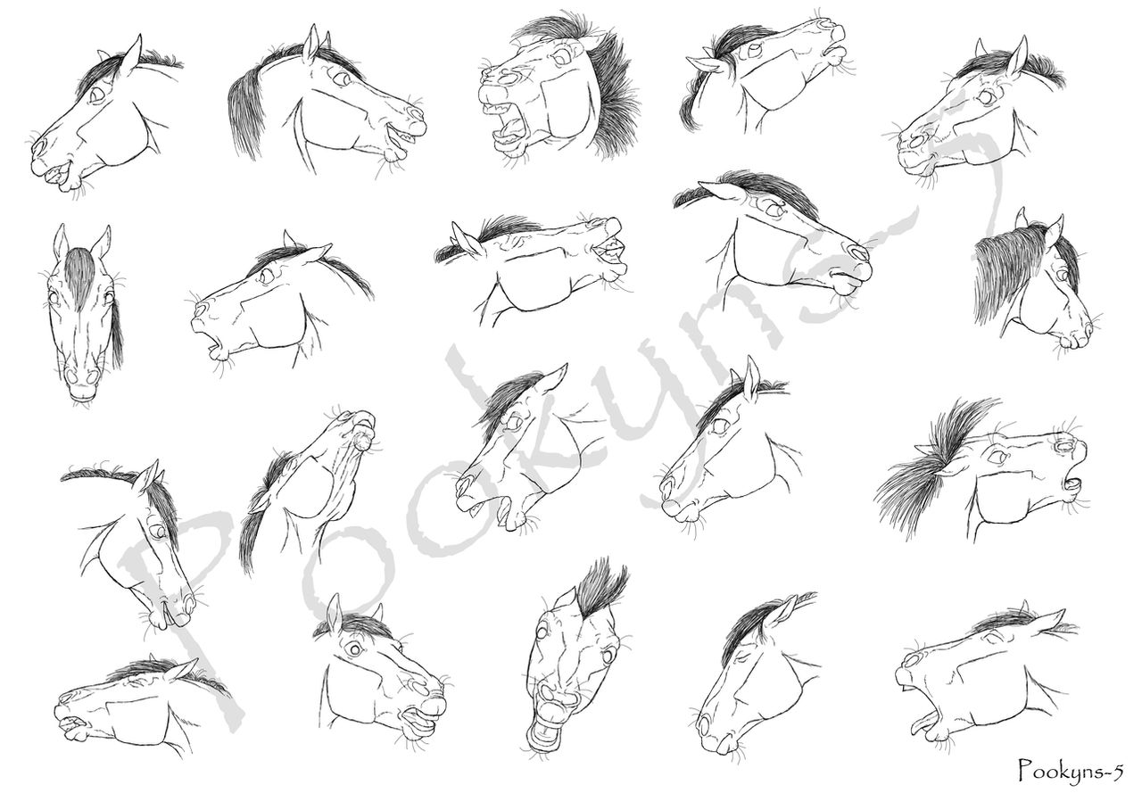 Horse expressions