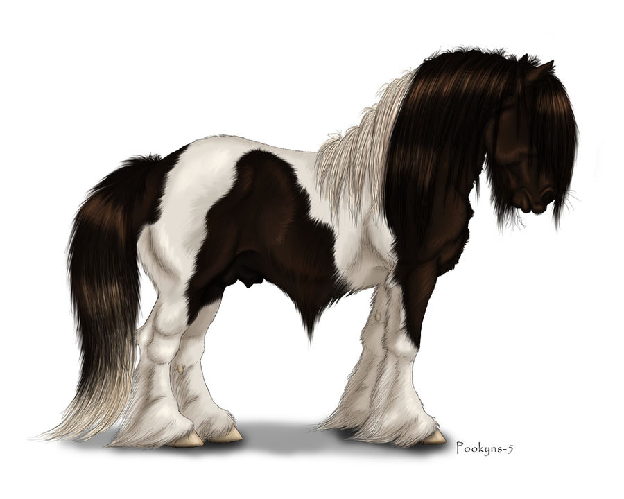 Gypsy Cob