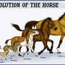 Horse evolution