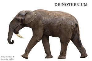 Deinotherium manip