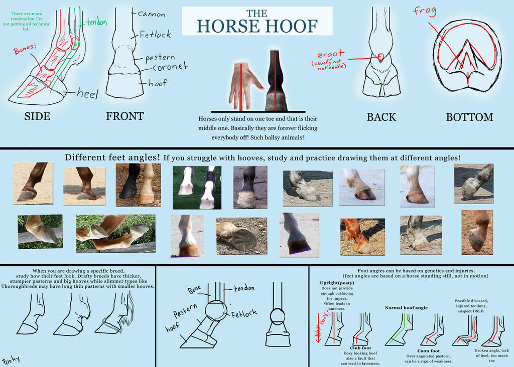 Basic horse hoof tutorial by pookyhorse