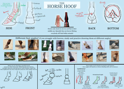 Basic horse hoof tutorial