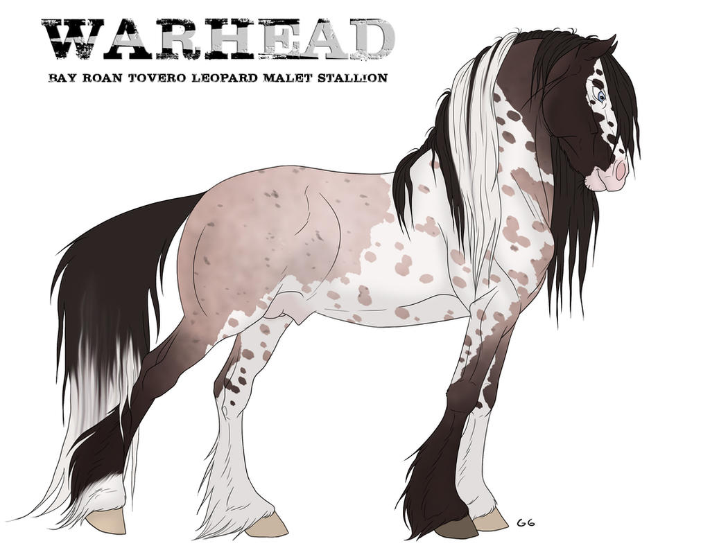 WARHEAD the Malet stallion