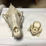 Wolf vs. pug skull