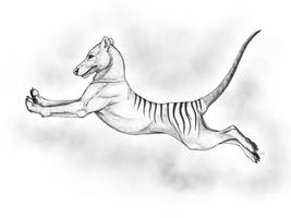 Thylacine