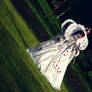 Trinity Blood: My queen