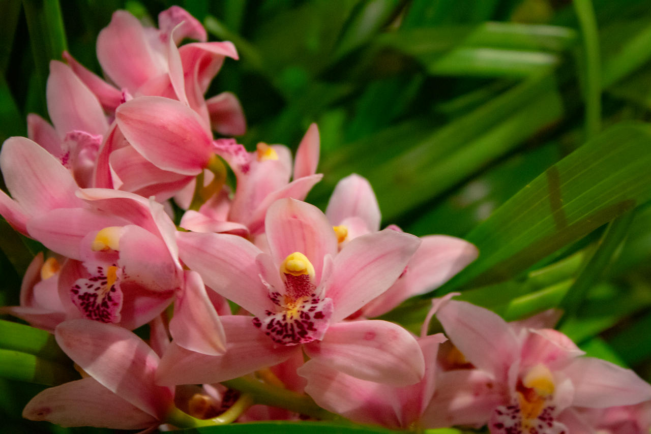 Pink Orchids