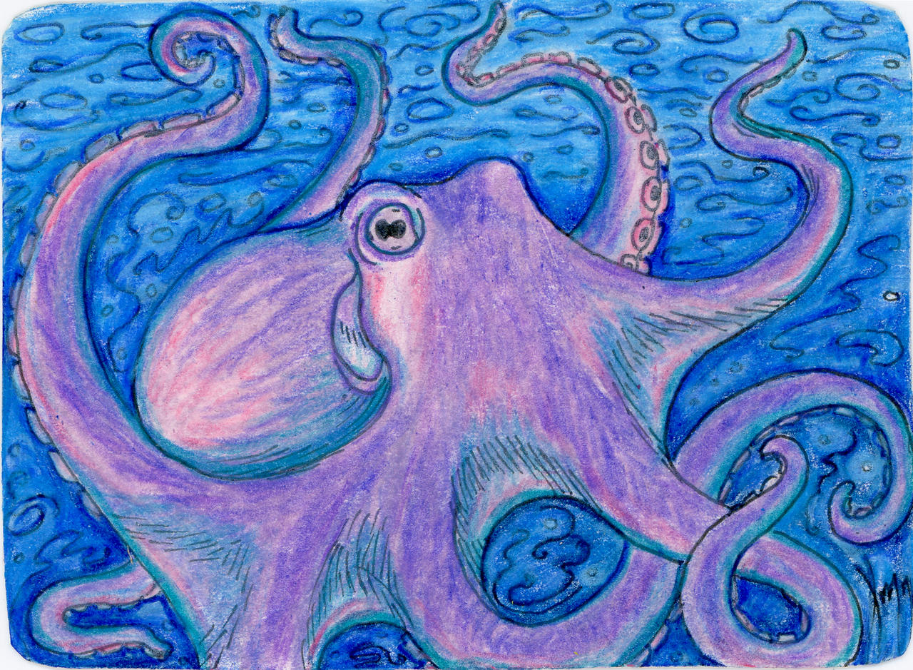 Octopus