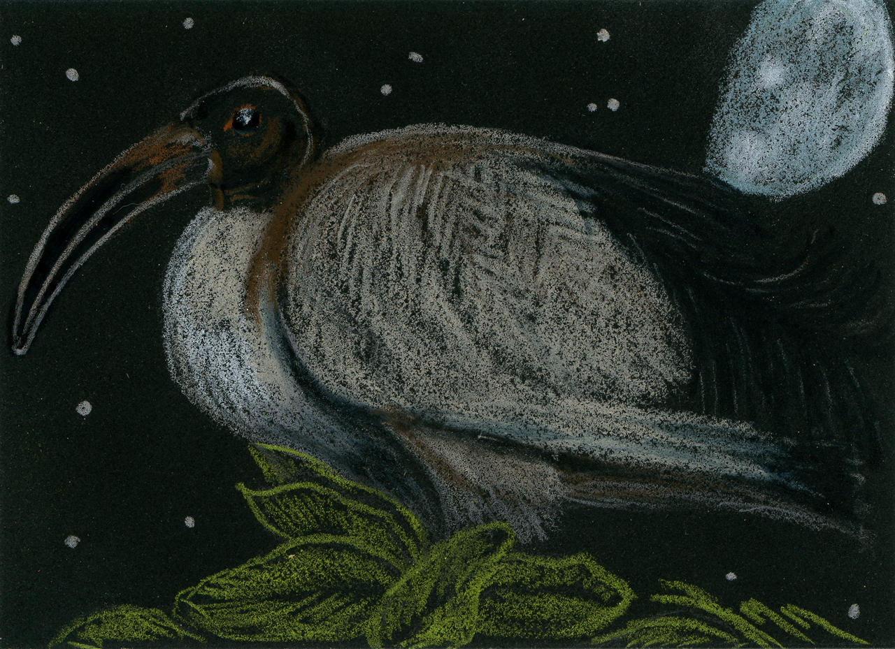 Sacred Ibis