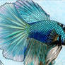 Another Betta Fish