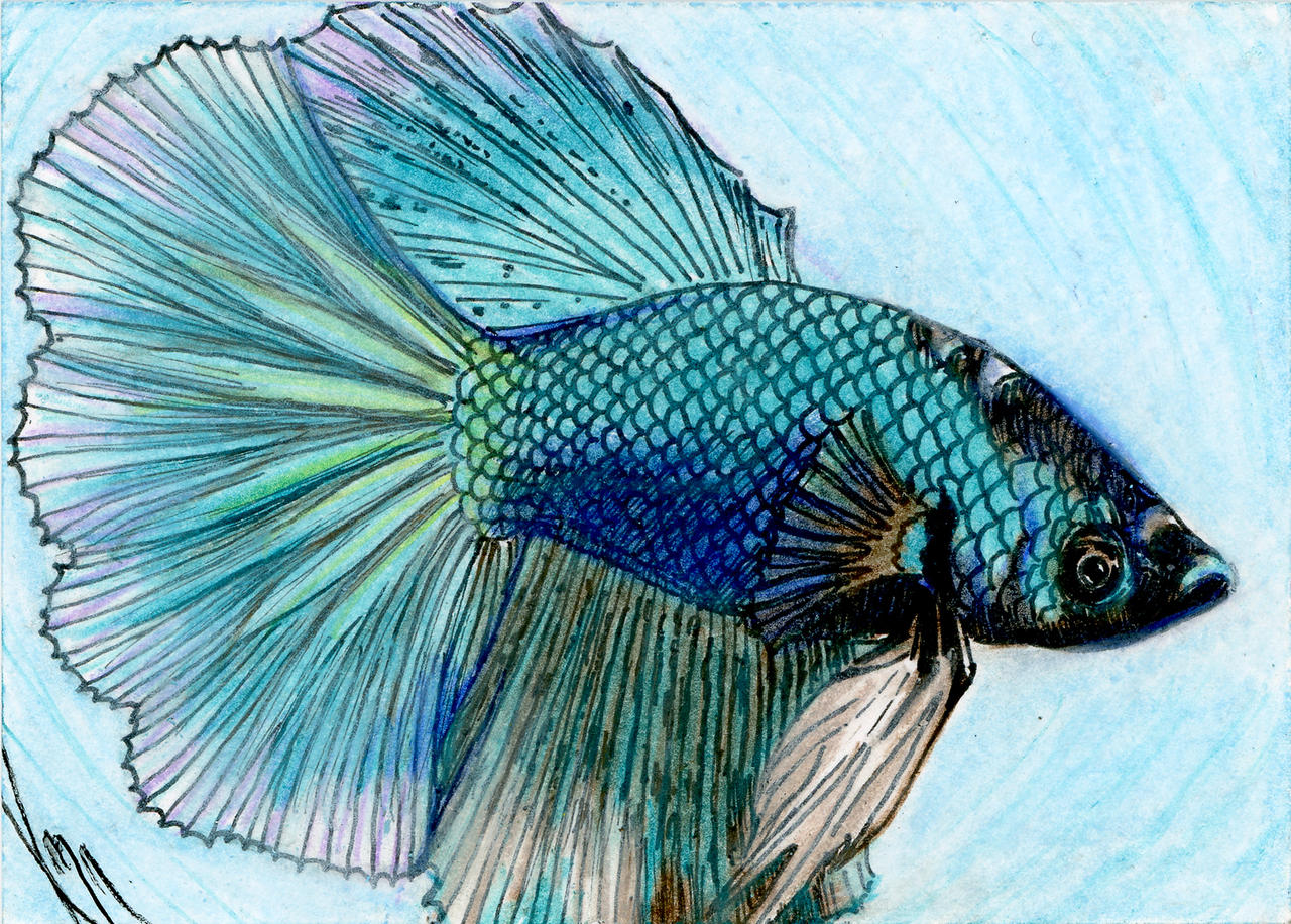 Another Betta Fish