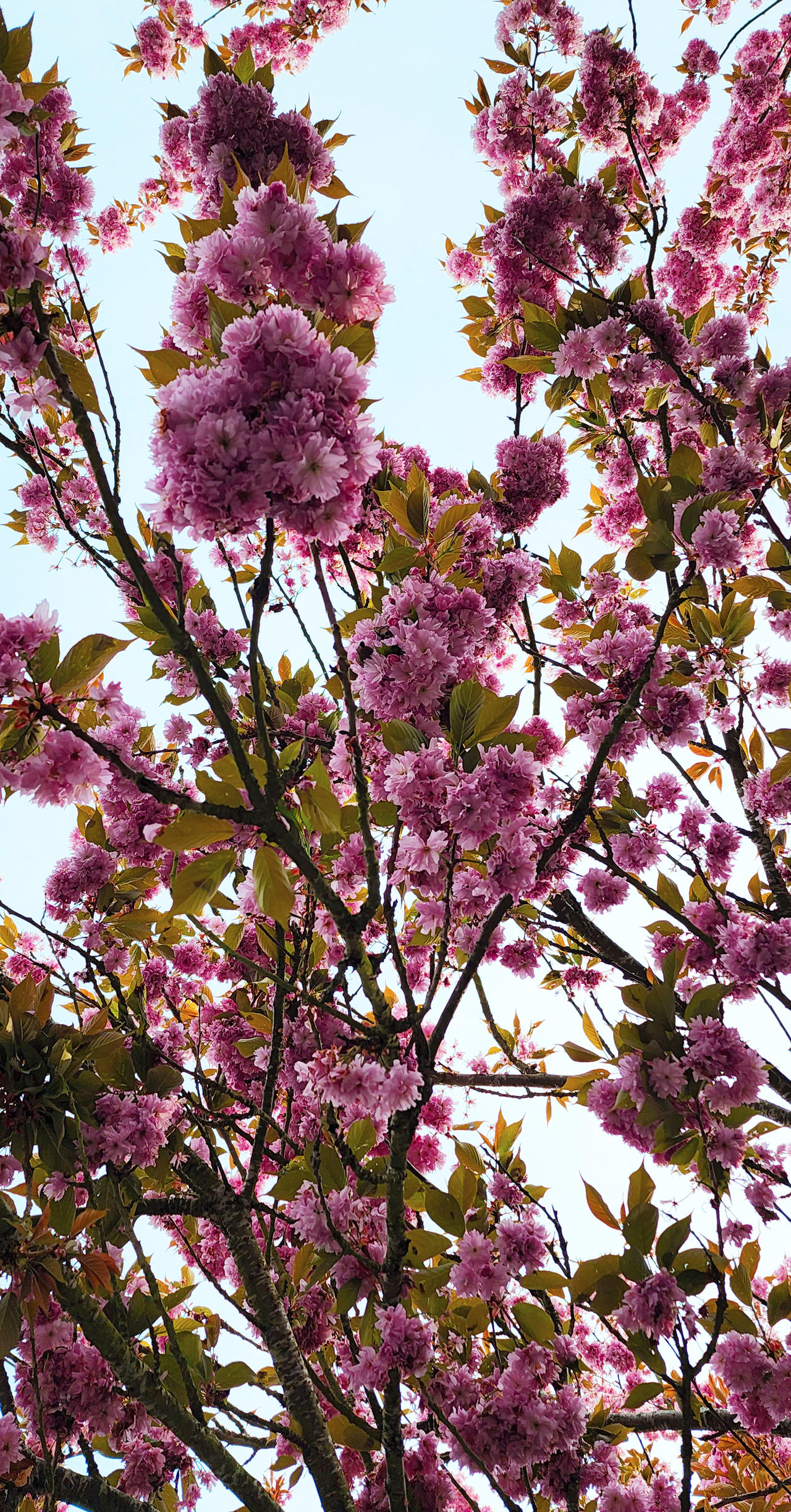 Under the Cherry Trees