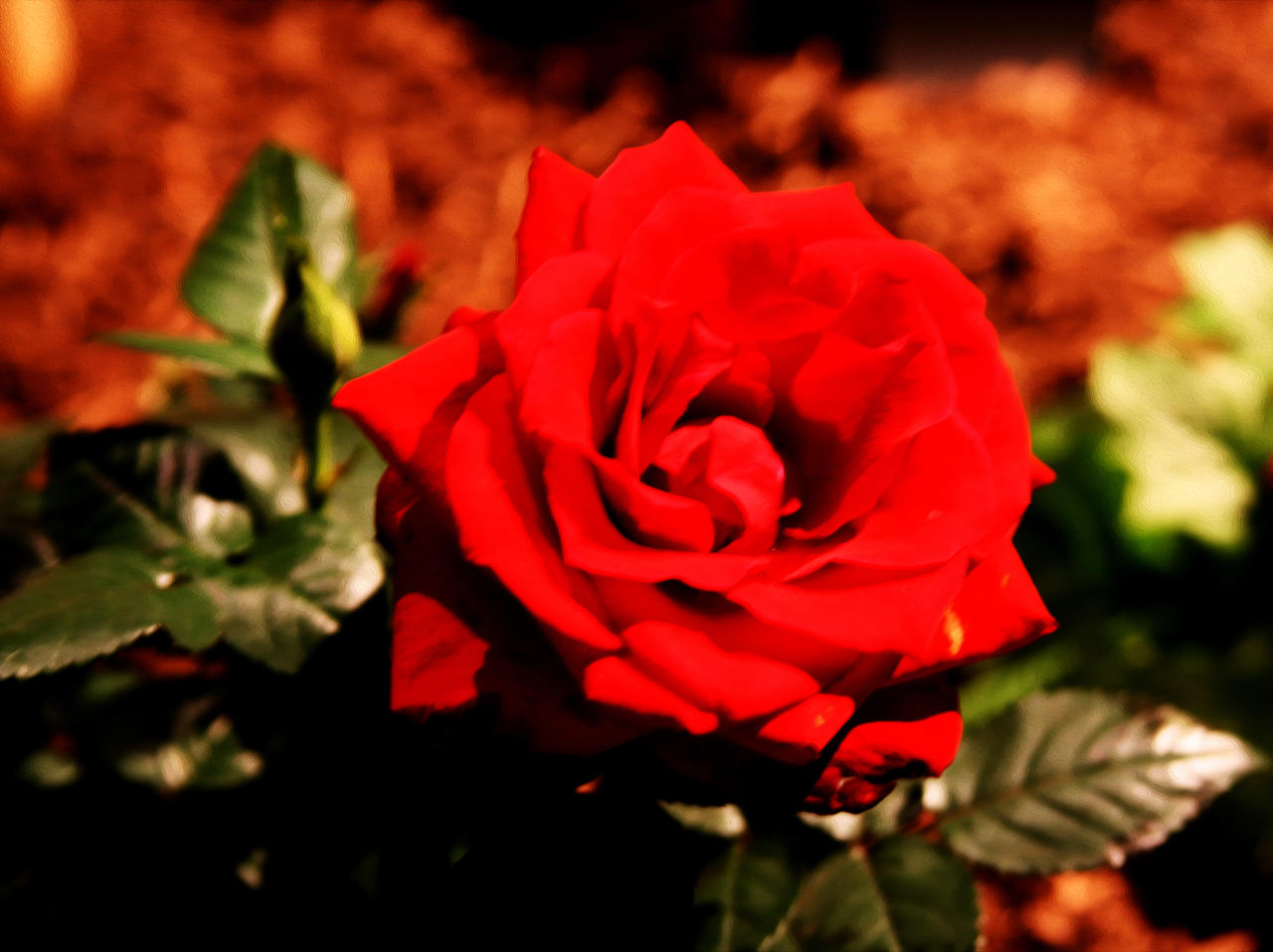 Un Olor de Rosas