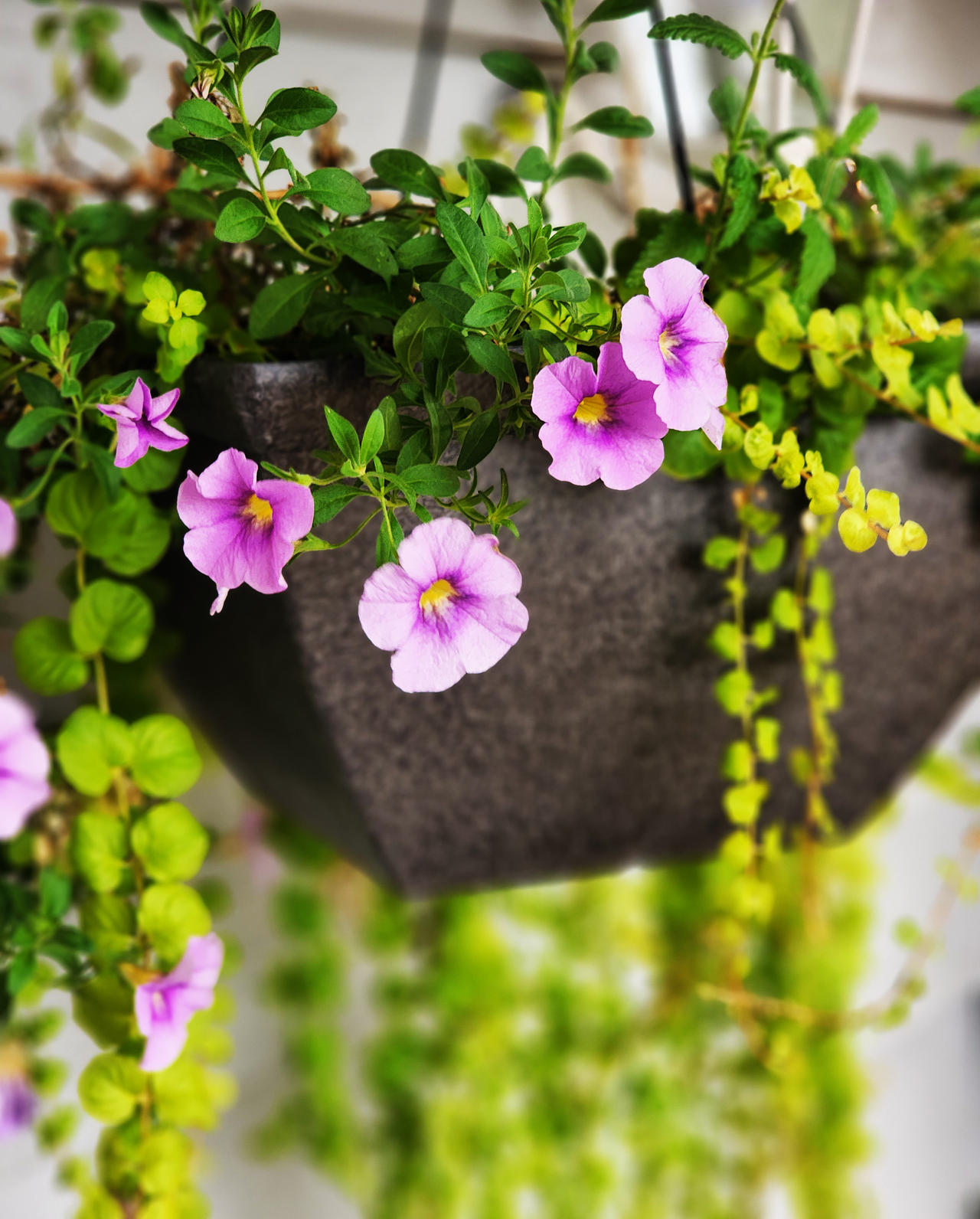Petunia Basket