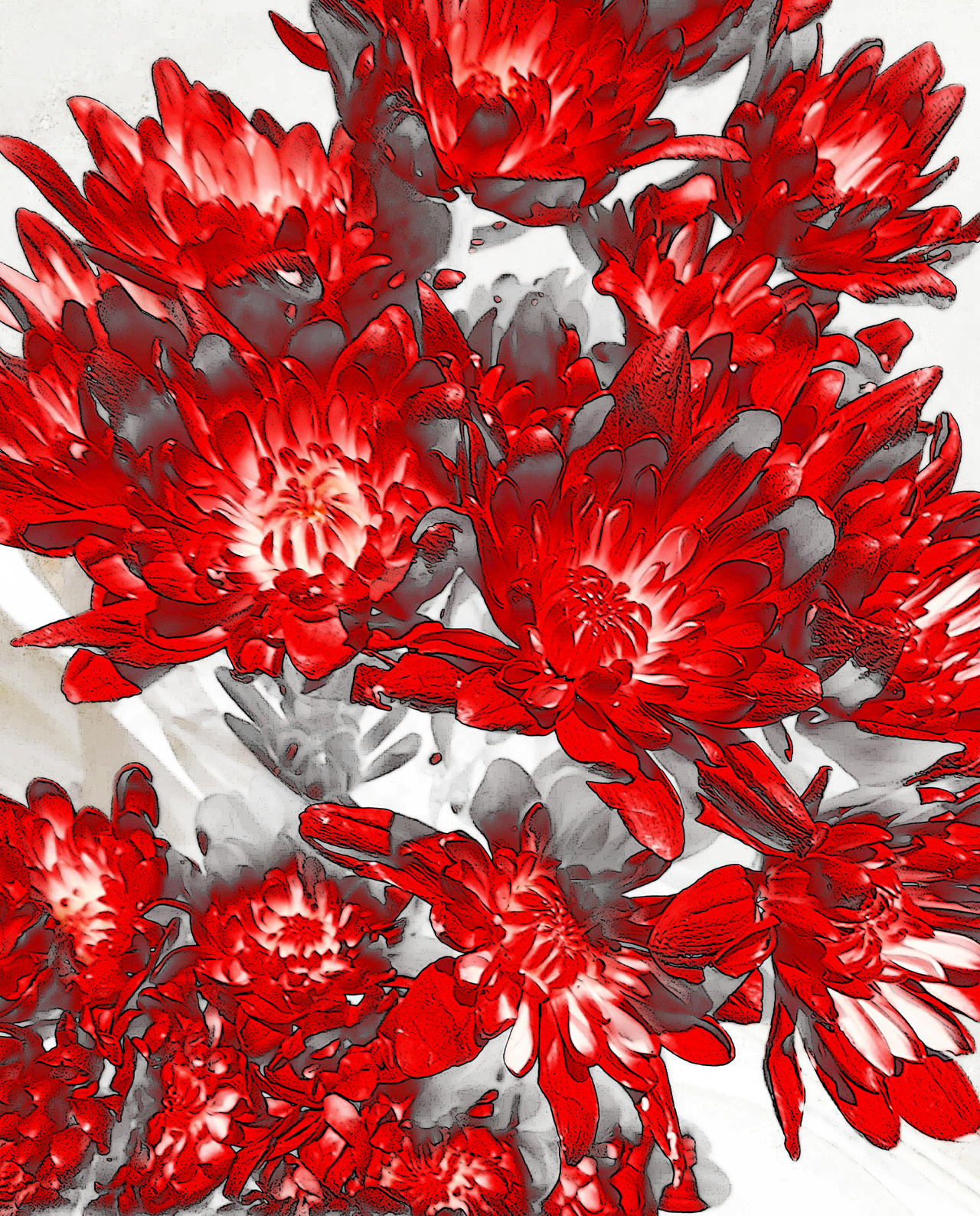 Red and White Stars