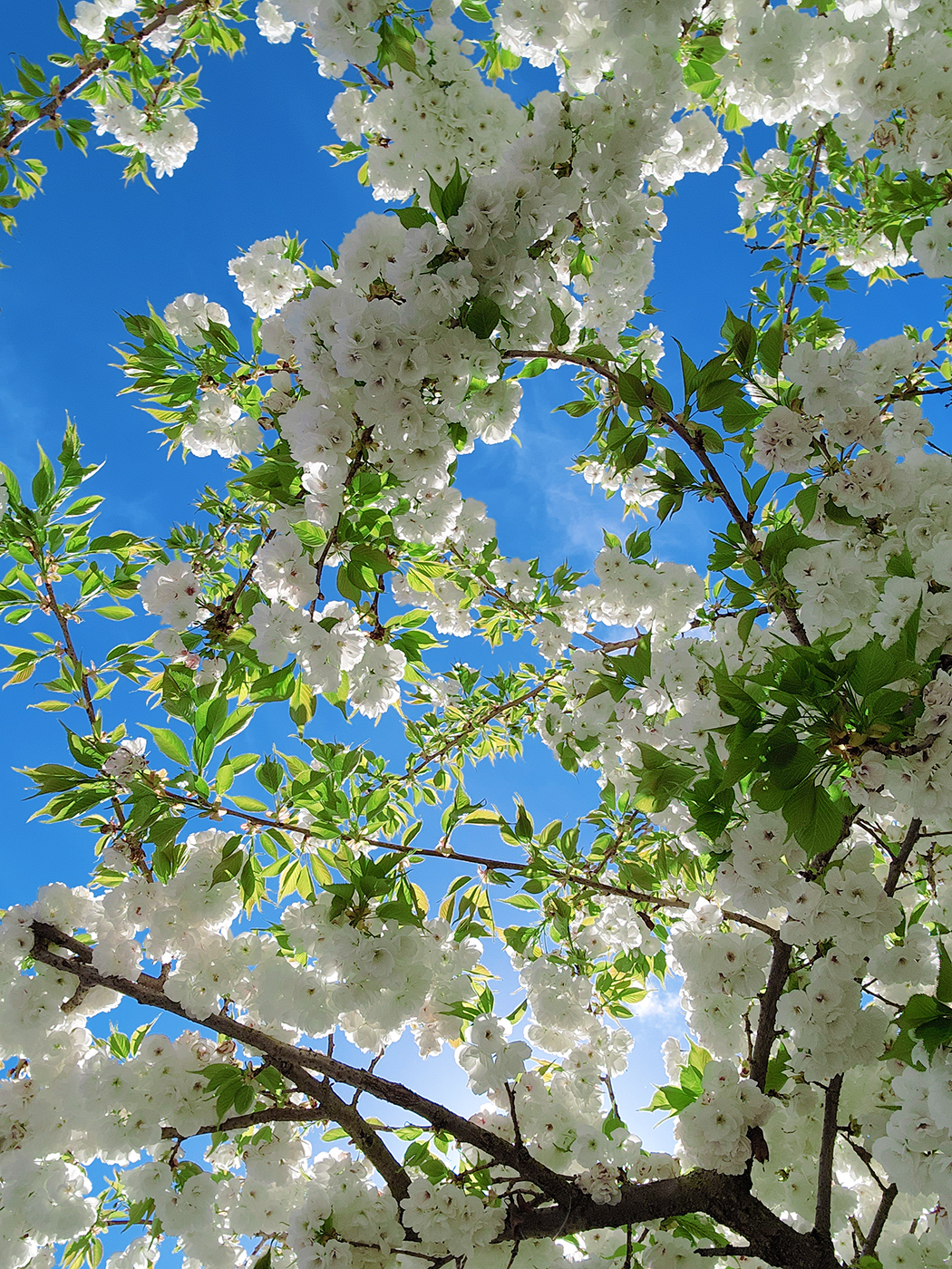 White on Blue