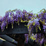 Wisteria Arbor
