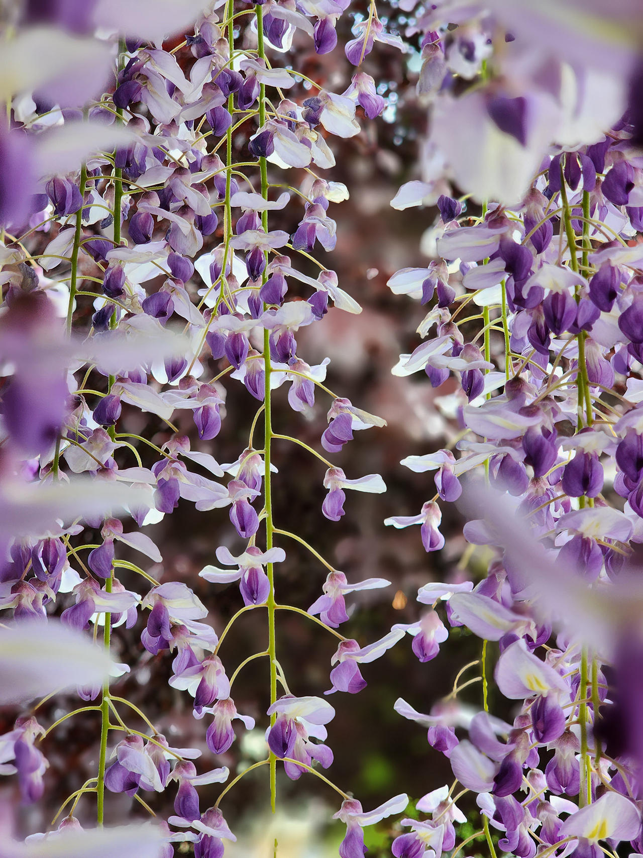 Through the Wisteria