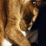 Seeking Comfort