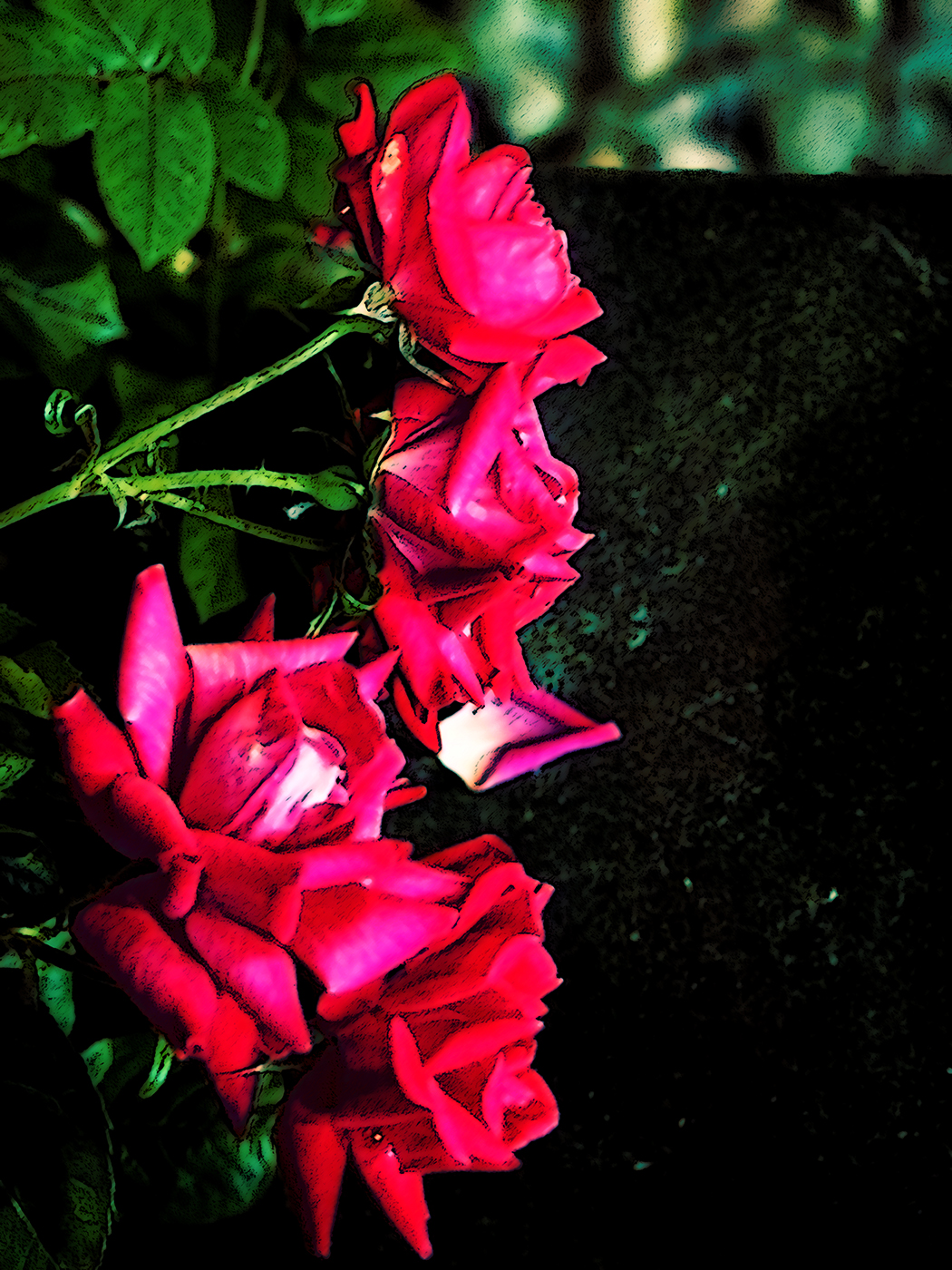 Midnight Roses