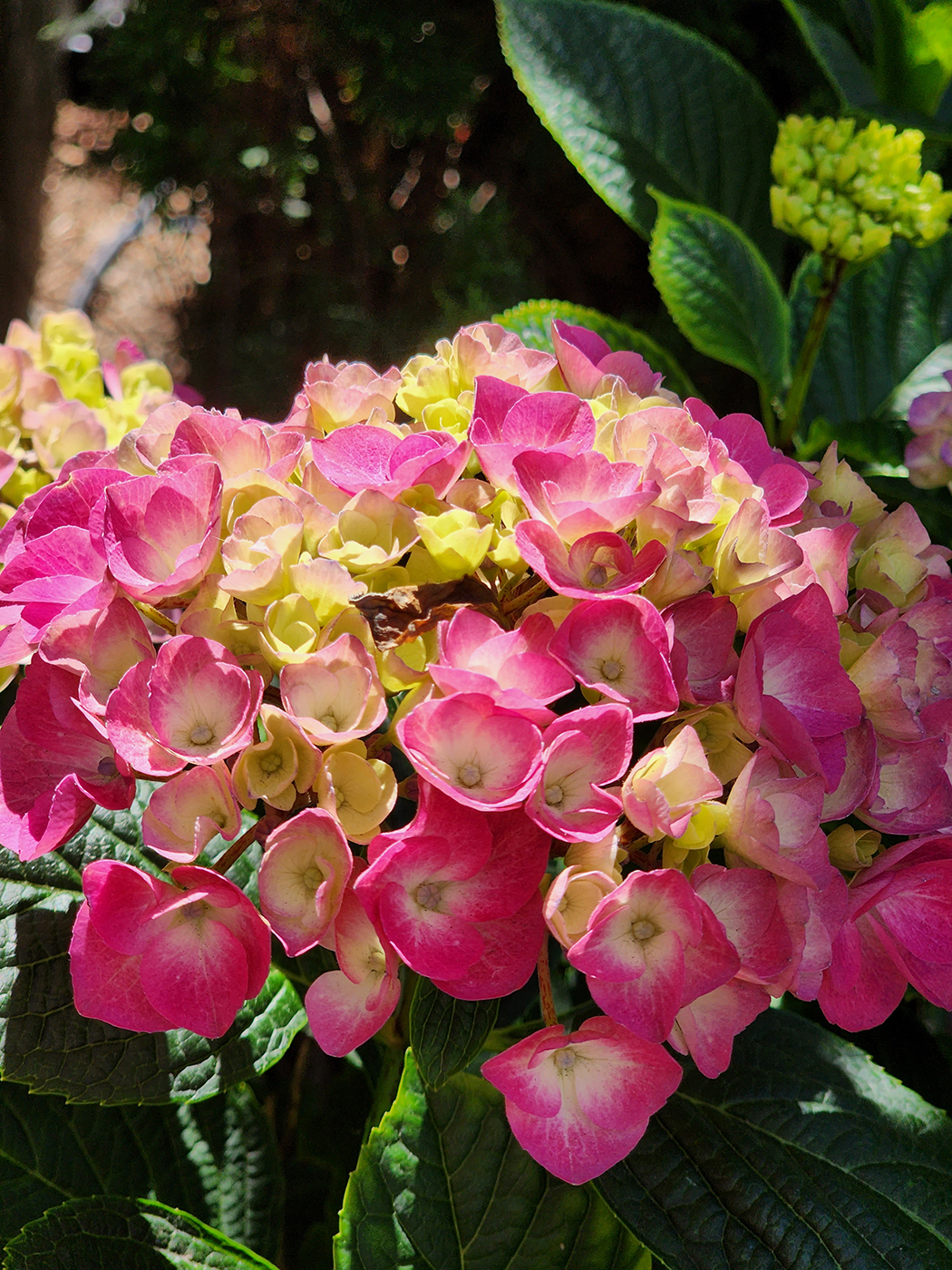 Pink Hydrangea