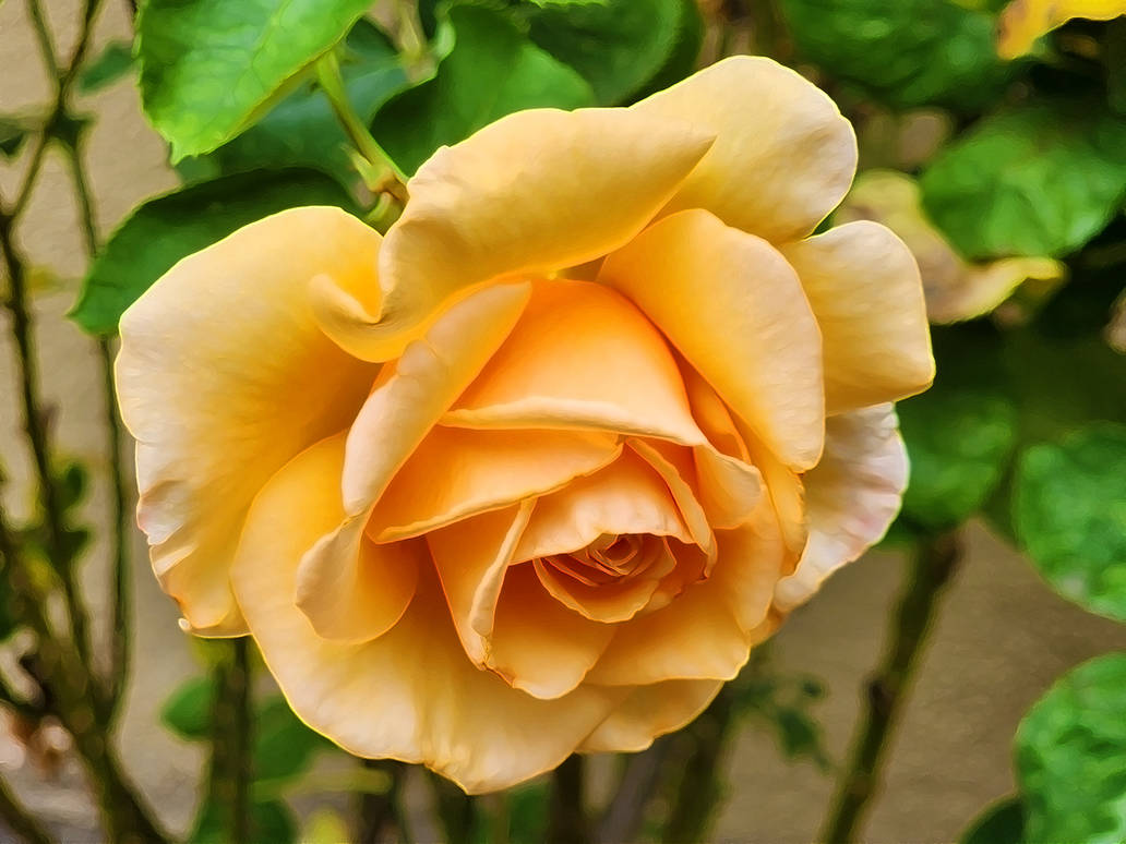 Goldeden Rose Golden Rose by XimonDunedain on DeviantArt