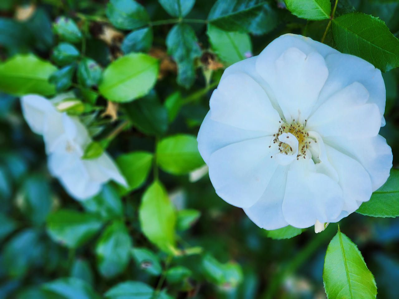 Lunar Rose