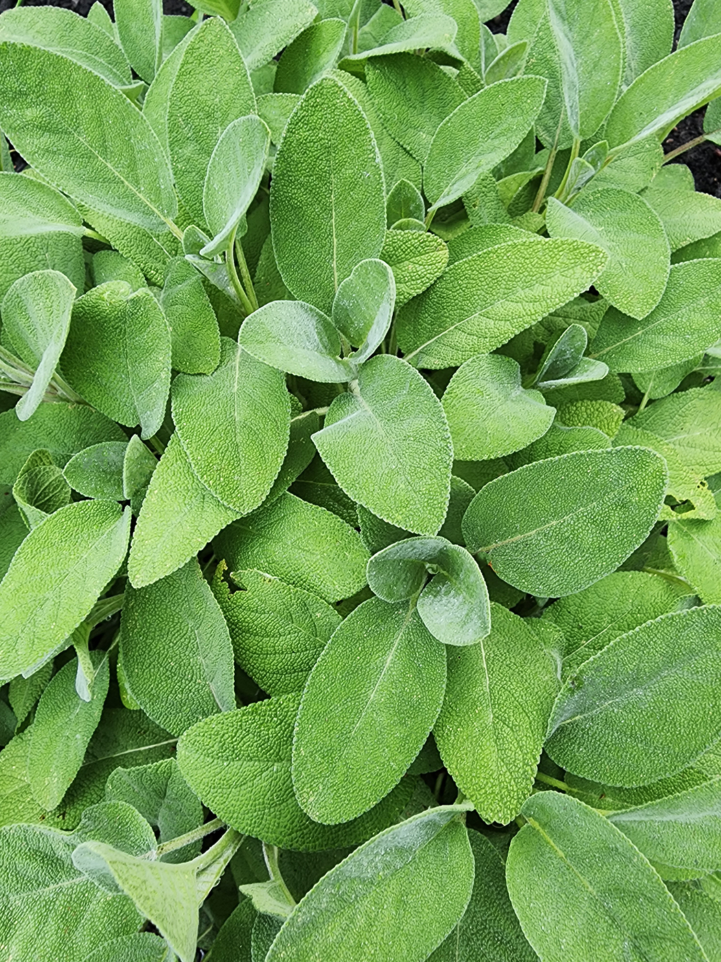 Sage Leaves