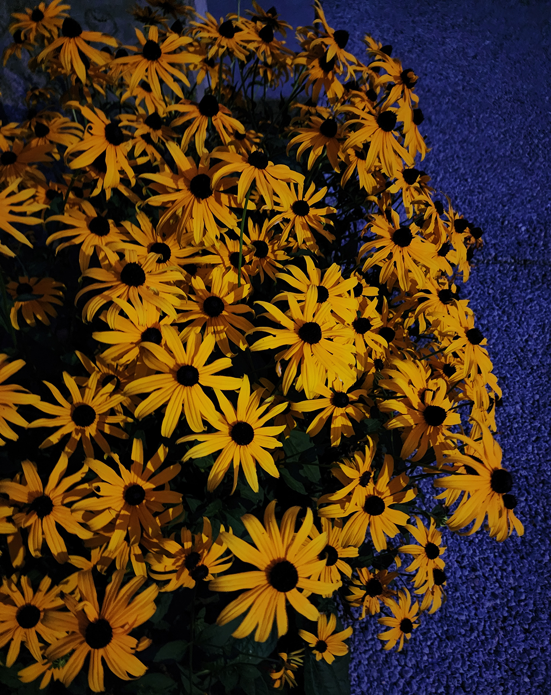Black Eyed Susans at Dusk