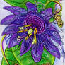 ACEO - Passiflora incarnata