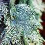 Silver Tips