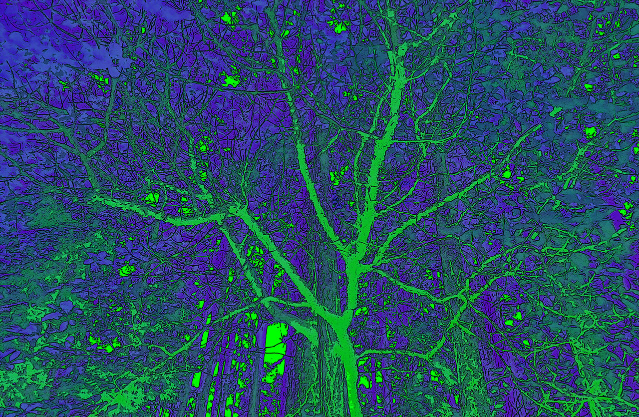 When The Only Forest Left is Virtual