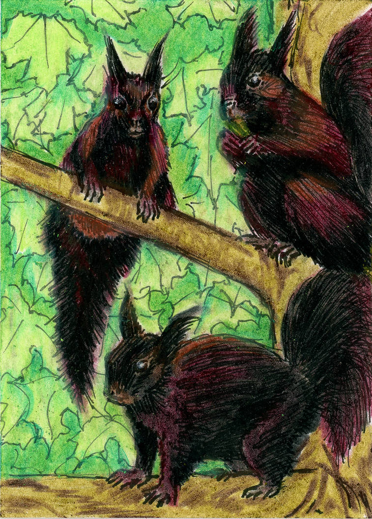 Deviantart Risumon Squirrel Squirrel Posse by XimonDunedain on DeviantArt