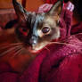 Mr. Kitty in Red
